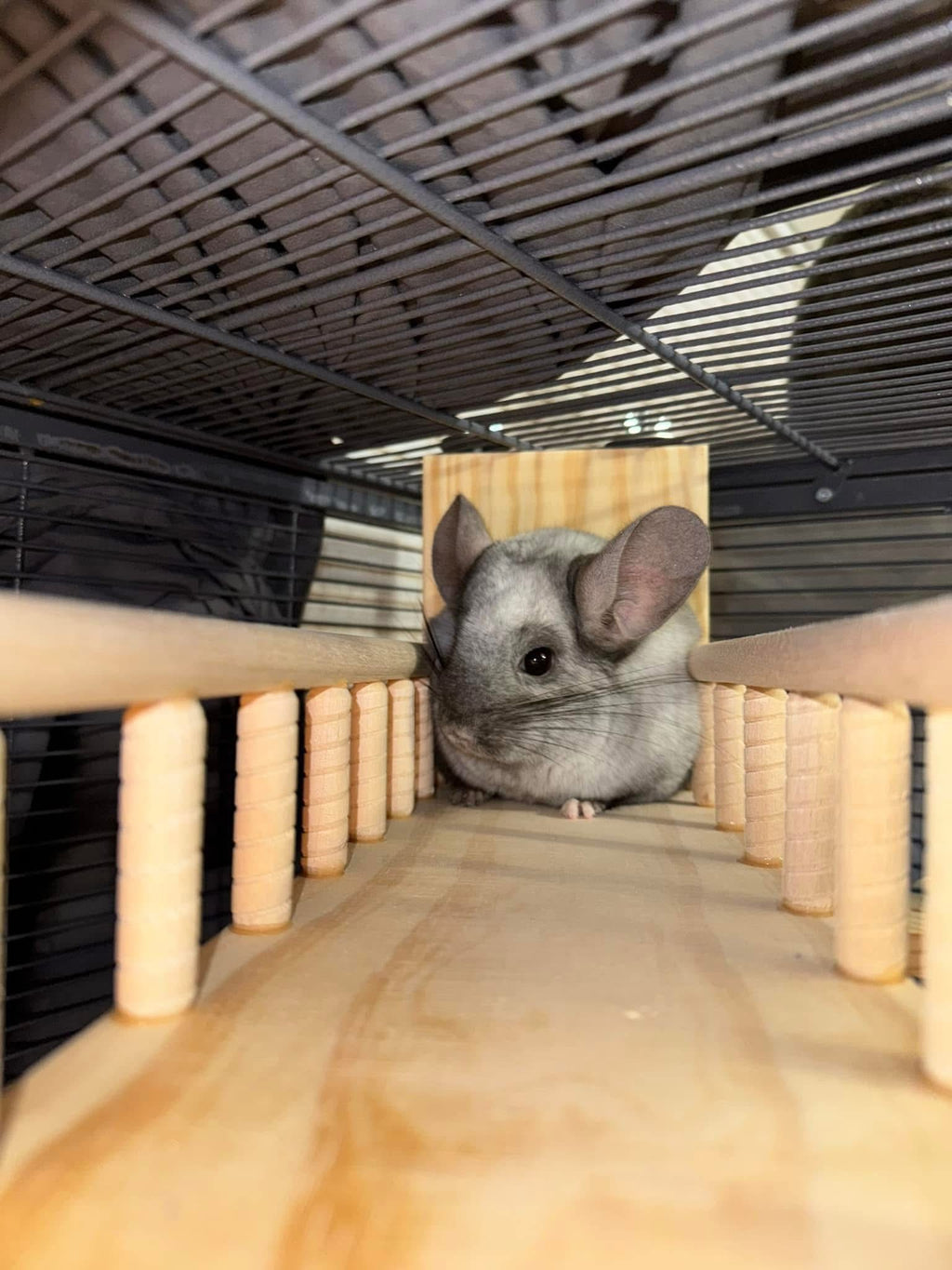 CrazyCritter 13-Piece Chinchilla Cage Set: Bridge, Ledges, Hideout & Stairs