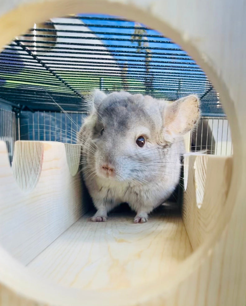 10 piece Cage to Castle Bundle, includes Sky High Bridge, Peekaboo ledge, Lily Pads & Steps for Chinchillas Rats Squirrels