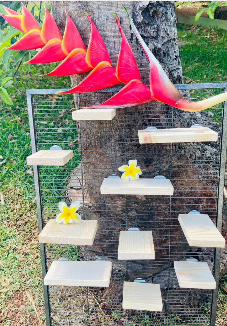 Kiln Dried Pine 10 piece Ledge Set for Chinchillas and Small Animals